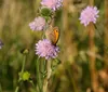 Cliquez ici pour voir l'image (jardin2.jpg)