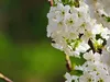Cliquez ici pour voir l'image (parterrefleurs.jpg)