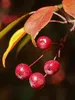 Cliquez ici pour voir l'image (jardin.jpg)