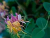 Cliquez ici pour voir l'image (fleursfleurs.jpg)