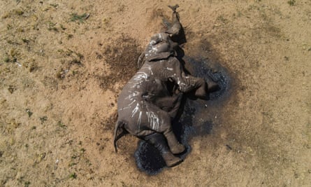 An elephant lies dead in Hwange National Park in Zimbabwe