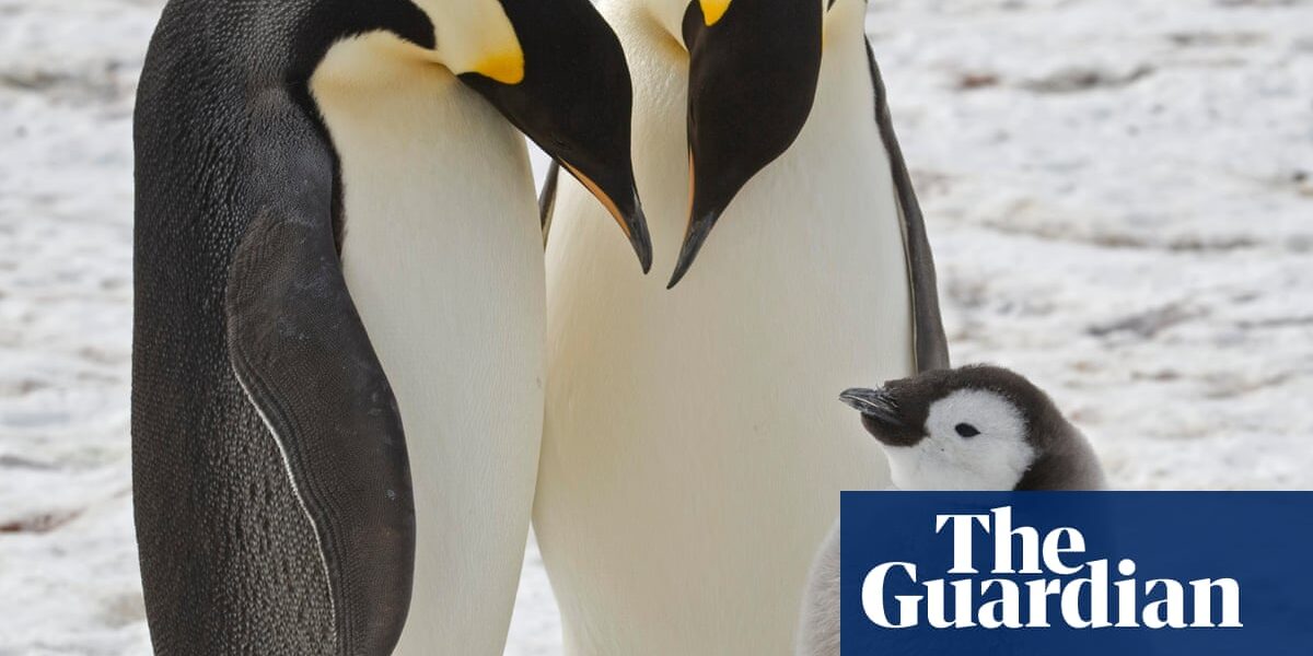A collection of photos showcasing the week's wildlife, including penguins, fireflies, and a mischievous swan.