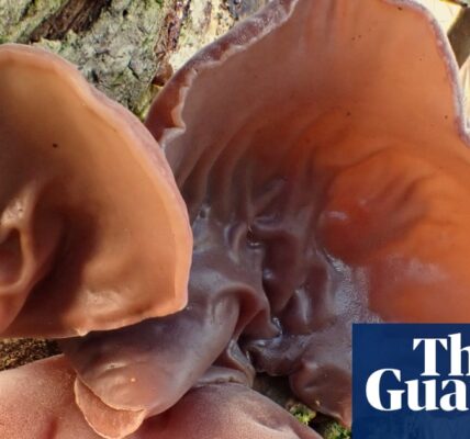 A journal entry from the countryside: A smooth mushroom that proves the significance of names | Written by Mark Cocker