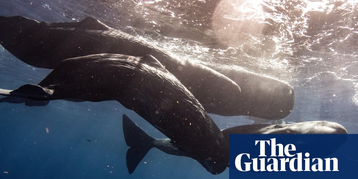 A recent study has discovered that sperm whales exist in separate groups with unique cultural identities.