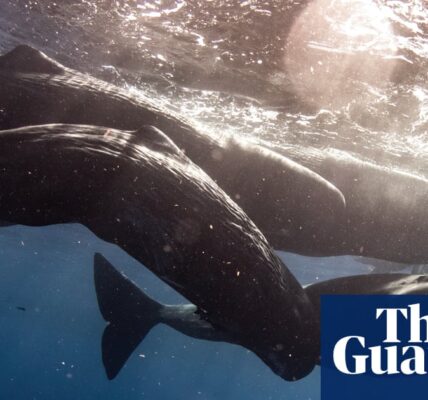A recent study has discovered that sperm whales exist in separate groups with unique cultural identities.
