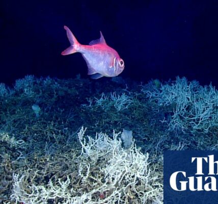 A team of researchers have recently completed mapping the largest known deep-sea coral reef off the Atlantic coast of the United States.