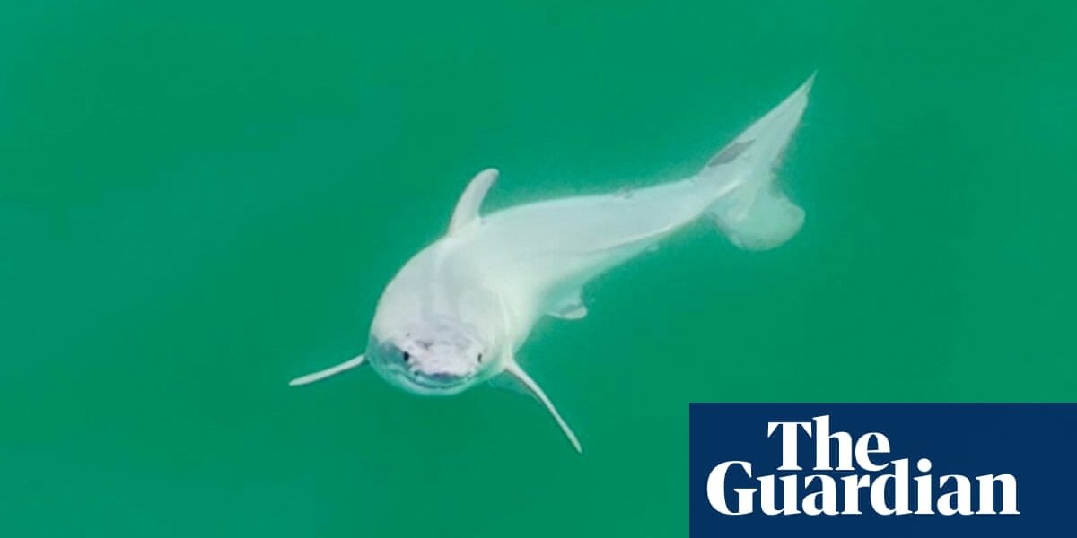A team of researchers may have successfully captured the first photograph of a newly born great white shark, often referred to as the "holy grail" of shark research.