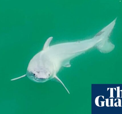 A team of researchers may have successfully captured the first photograph of a newly born great white shark, often referred to as the "holy grail" of shark research.