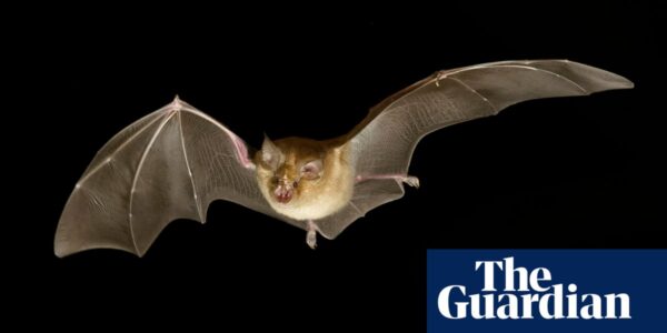 According to a recent study, bats use a behavior called "leapfrogging" to return to their roost and protect themselves from predators.