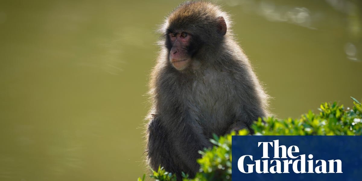 Attempts to track down escaped monkey from Scottish wildlife park increase in intensity.
