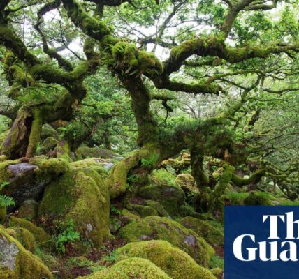 Campaigners applaud plan to revitalize rainforest, dubbed the "prized gem of Britain's natural landscape."