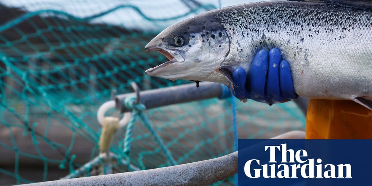 Charities argue that Scottish farmed salmon should not be classified as organic, calling it "unacceptable greenwashing."