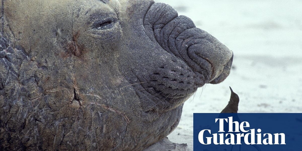 Confirmed cases of bird flu have been found in a large number of seals in the sub-Antarctic region, indicating that the virus is still spreading worldwide.