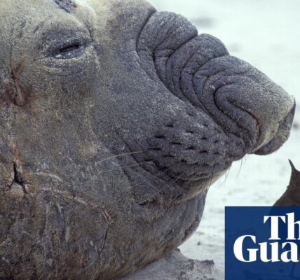 Confirmed cases of bird flu have been found in a large number of seals in the sub-Antarctic region, indicating that the virus is still spreading worldwide.