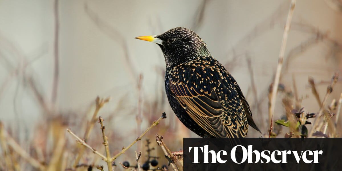 Enjoy participating in the Big Garden Birdwatch in Britain, but do not overlook the increasing dangers that birds are facing. This is the opinion of the Observer's editorial team.