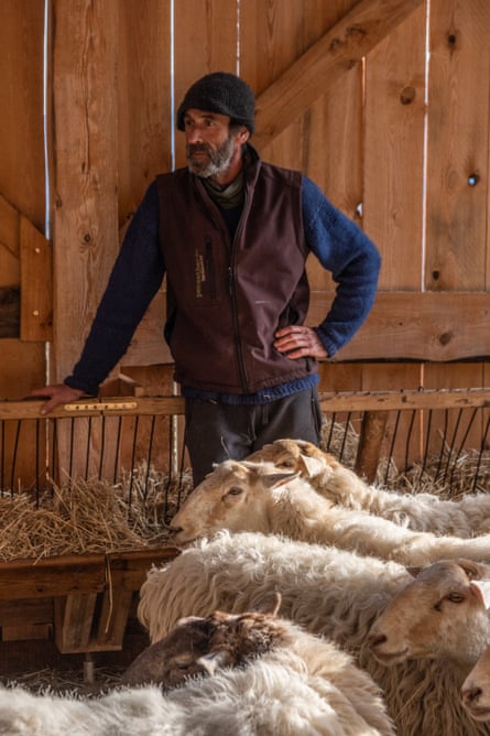 A man in a barn with his sheep in front of him