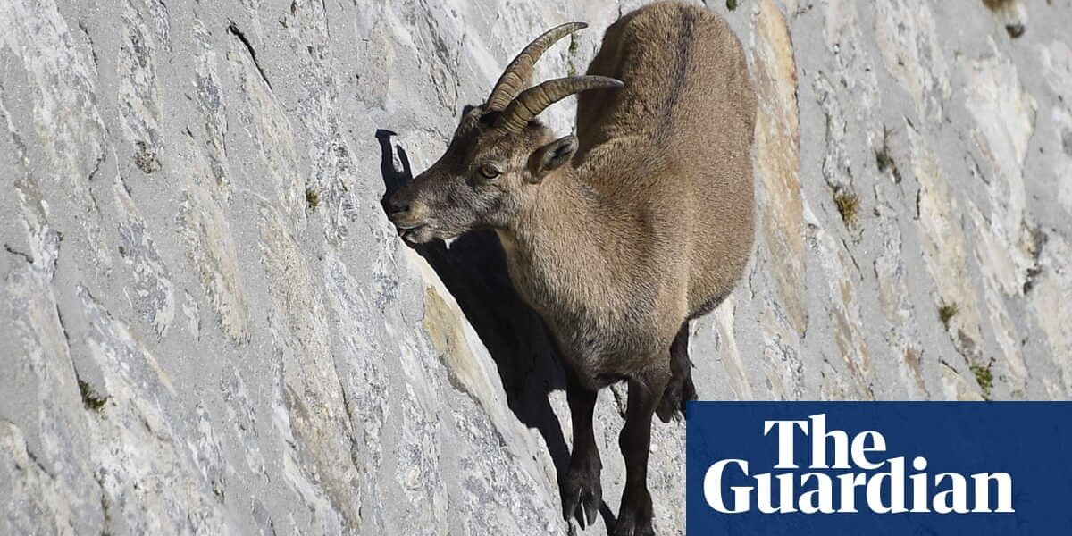 Global heating pushes mountain goats into more nocturnal lifestyle