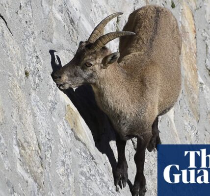 Global heating pushes mountain goats into more nocturnal lifestyle
