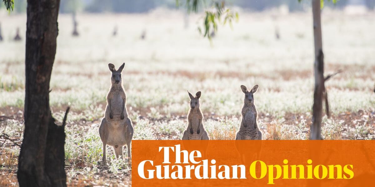 I am gathering kangaroo feces - and our study has the potential to preserve numerous marsupial species | Angela Russell