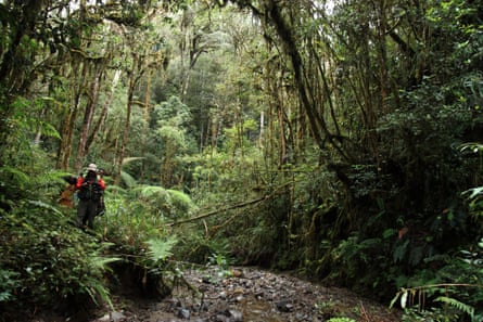 Papuan forest, where the Wondiwoi tree kangaroo was discovered.
