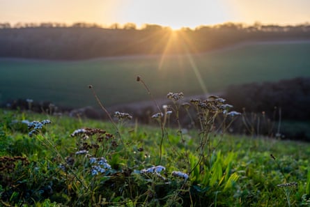 Winter sun falls on fields with flowers growing in the foreground