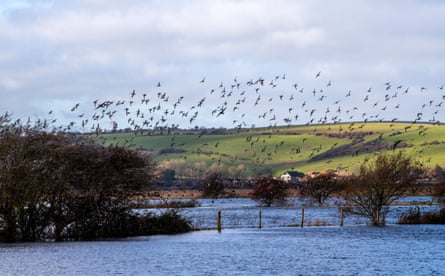 A flock of birds flies above flooded fields