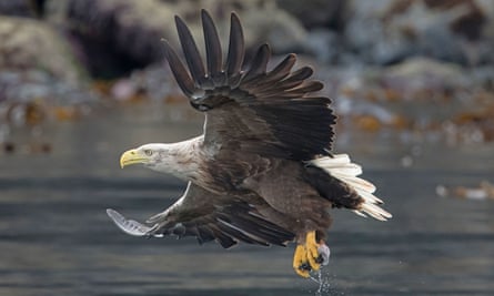 A white-tailed eagle, the UK’s largest bird of prey