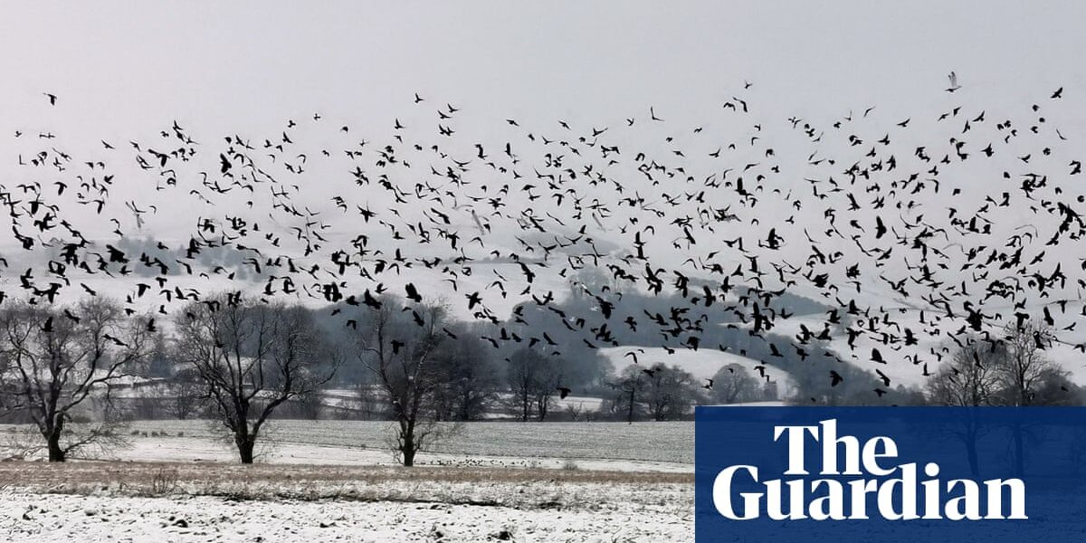 Journal Entry from the Countryside: Rooks Up Close and Personal | Written by Sean Wood