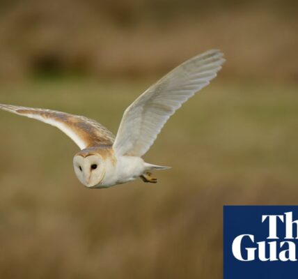 Journal Entry: The valley is once again home to the barn owls | Written by Susie White