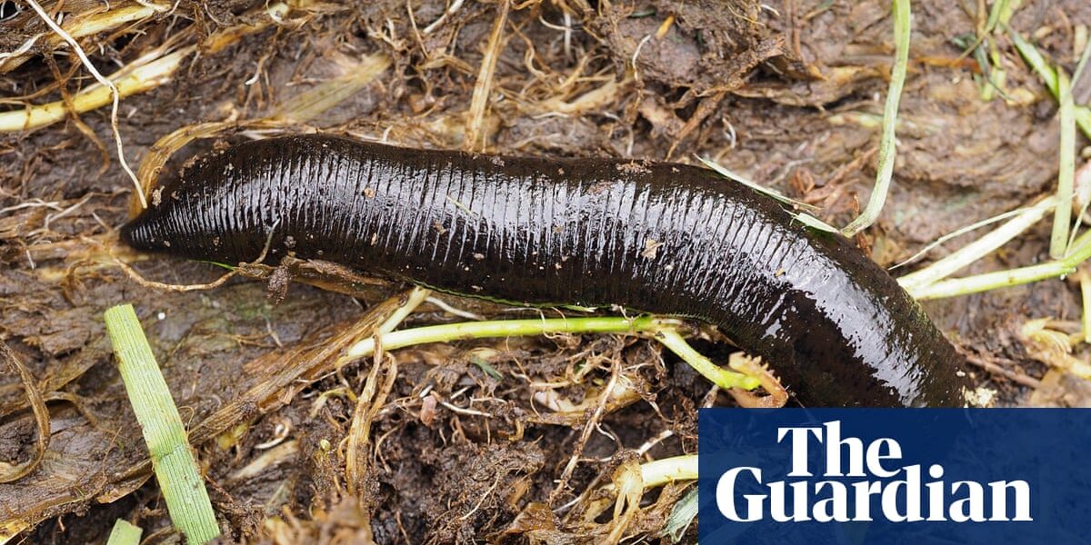 Journal from the countryside: Bloodsucking parasites are eerie, never satisfied - and surprisingly widespread | Written by Jim Perrin