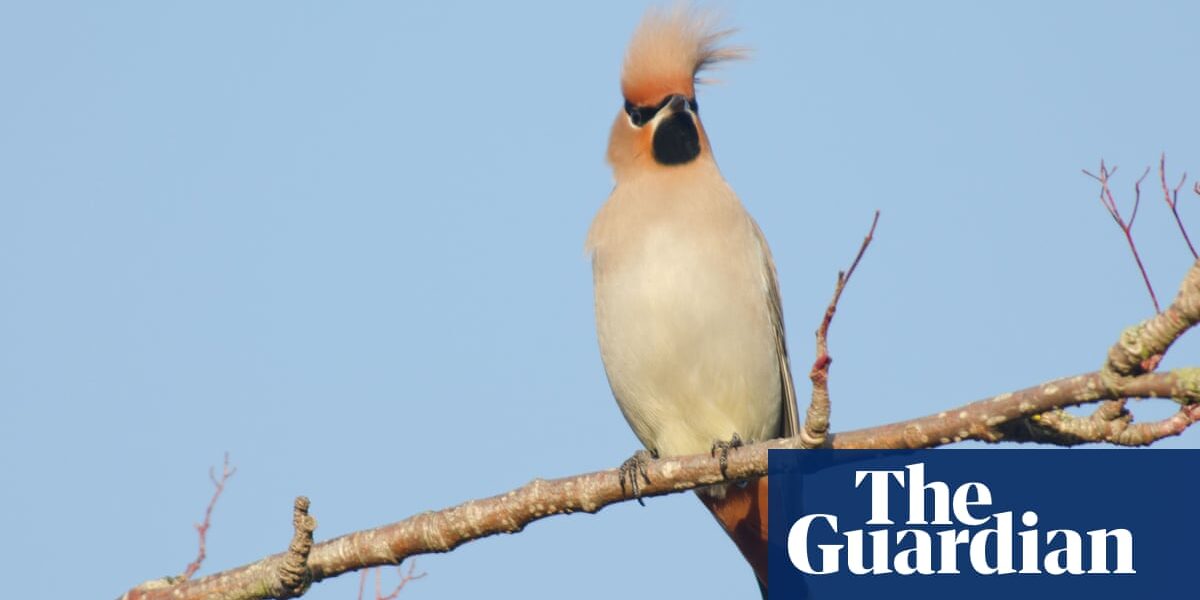 Look out for punk rockers: potential increase in number of waxwings during UK's yearly bird survey.