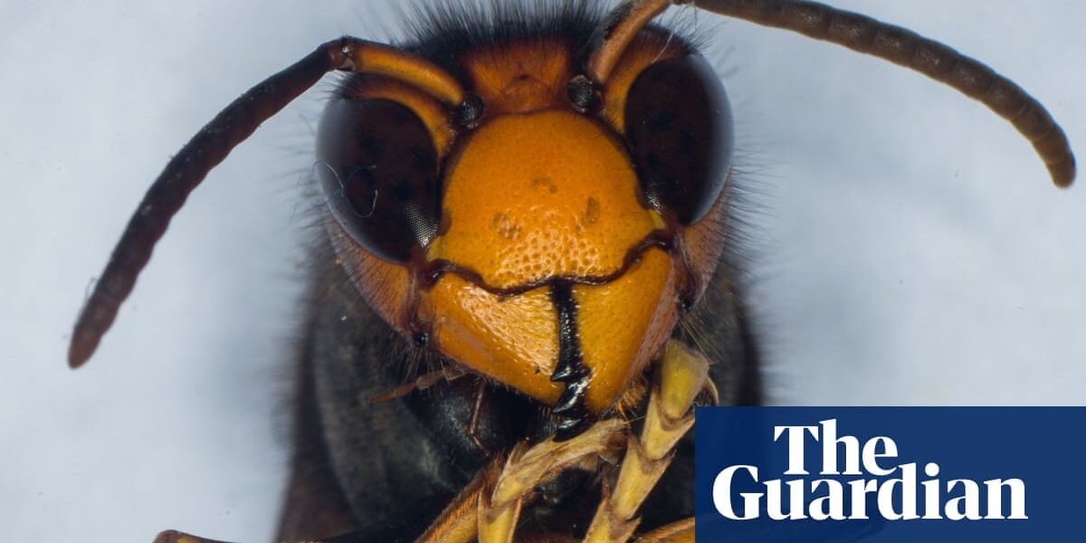 MEPs report that honeybees are being killed by Asian hornets in Europe.