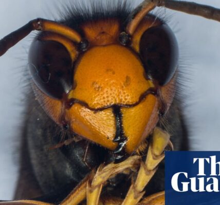 MEPs report that honeybees are being killed by Asian hornets in Europe.