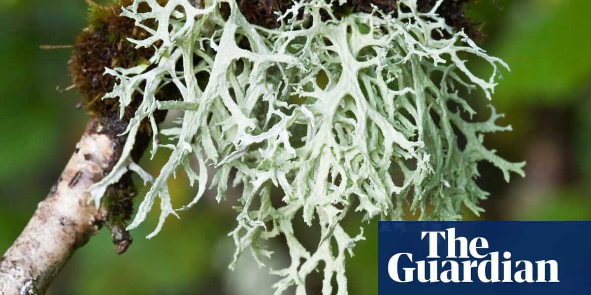 Oakmoss: the flamboyant, fluffy lichen transforming the winter landscape