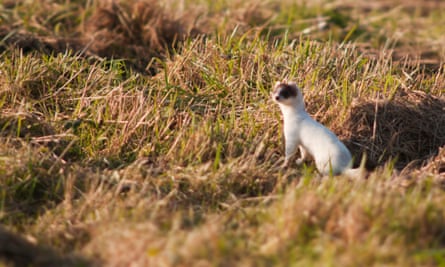 Ermine or stoat in pure white winter coat hunting over Norfolk grasslands