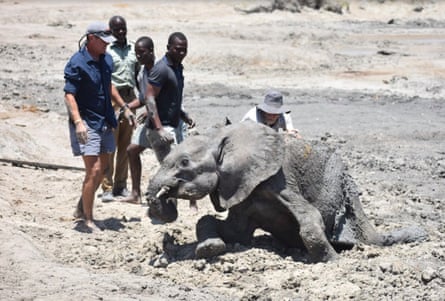 Hwange staff help pull a juvenile elephant out of the mud.