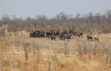 Over 160 elephants have perished in Zimbabwe, and there is a high risk of more losses.