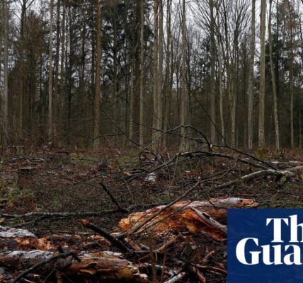 Poland has announced its plans to stop logging in 10 of its oldest forests.