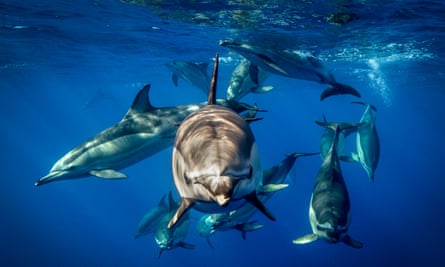 Dolphins have signature whistles that may serve a similar purpose to names.