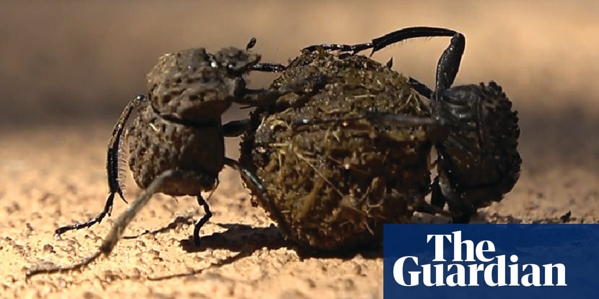 Researchers have discovered that male and female dung beetles work together to roll balls.