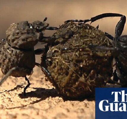 Researchers have discovered that male and female dung beetles work together to roll balls.
