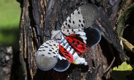 A spotted lanternfly.