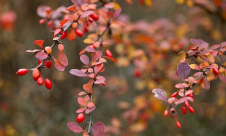 A barberry branch.