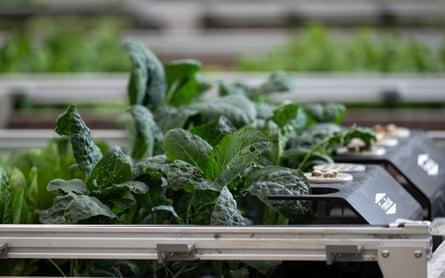 Lettuce grown by robots at the Plants in Space program at the University of Melbourne.