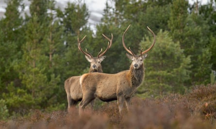 Red deer in the pine forest at Glen Affric.