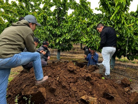 A group of men examine the soil around a fruit tree.