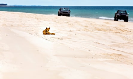 A dingo watches on as cars drive along a beach on K’gari