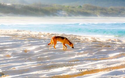The dingoes on K'gari face severe consequences, while others argue that humans are the true threat.