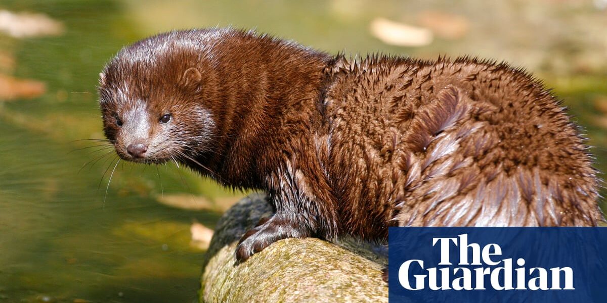 The experiment with a 'smart' trap gives hope that the American mink can be eradicated from the UK.