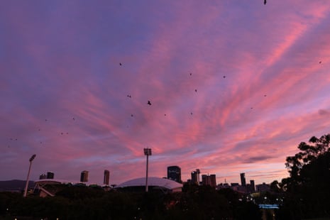 Bats soar over the Adelaide CBD and Adelaide Oval.